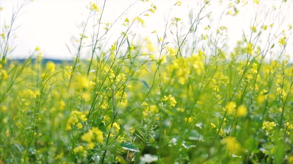 Mustard Flowers. Mustard – Mystical Flower of Happiness and Health