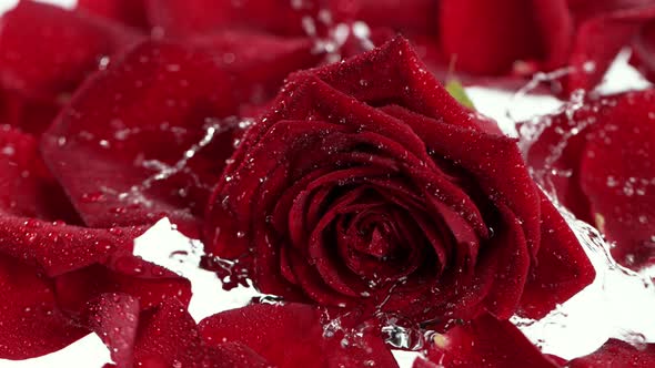 Super Slow Motion Shot of Falling and Splashing Red Rose Bloom Into Water at 1000 Fps