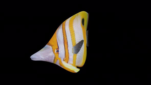 Needlenose Fish View From Front Side alt