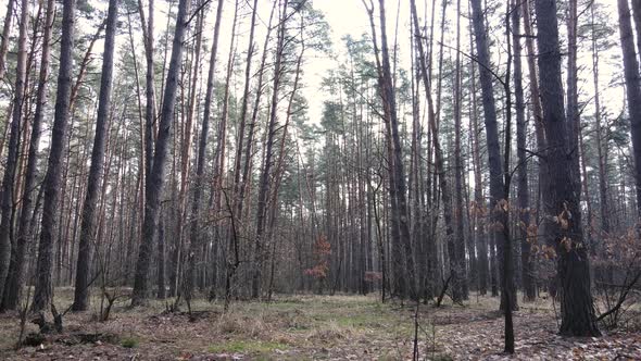 Forest Landscape Aerial View Slow Motion