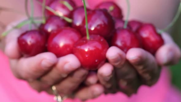 Big Red Ripe Cherry in the Hands of a Farmer