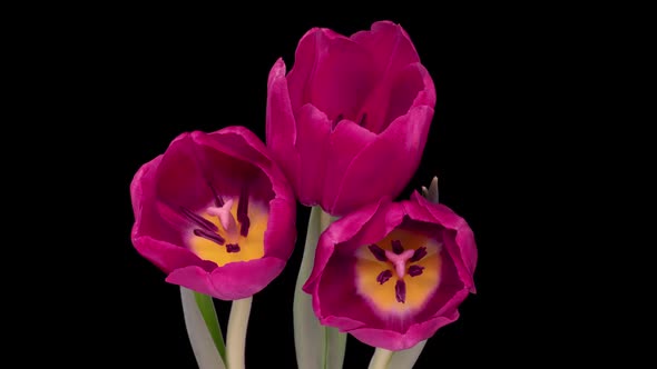 Beautiful Tulip Flower Background