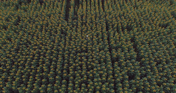 Young Woman Walks Through a Field with Sunflowers