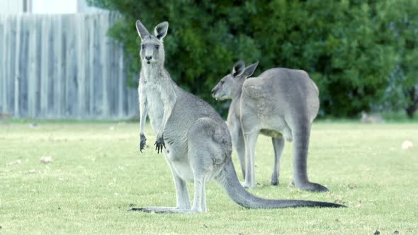 Australian kangaroo's grazing in a township park land. Female roo looking nervously at the camera, t