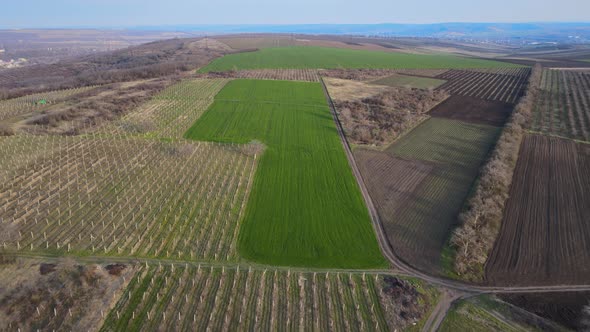 Field of Green Wheat