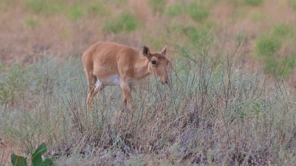 Wild Saiga Antelope or Saiga Tatarica Grazes in Steppe