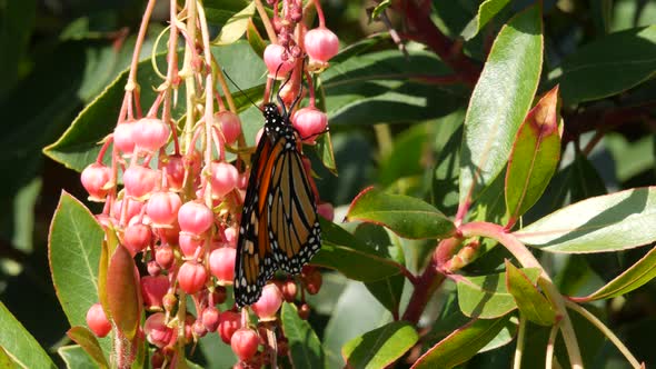 Monarch Butterfly Pollinate Arbutus Flower California USA