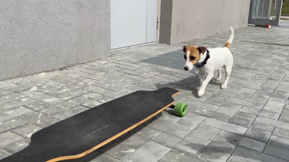 Jack Russell Terrier Dog Riding a Longboard