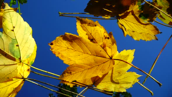 Falling autumn leaves against the blue sky. Slow motion. Reflection.