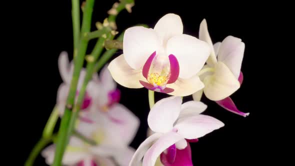 Blooming White Orchid Phalaenopsis Flower