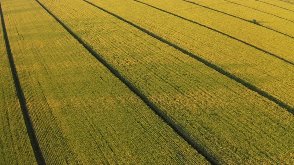 Drone view of rapaseed fields