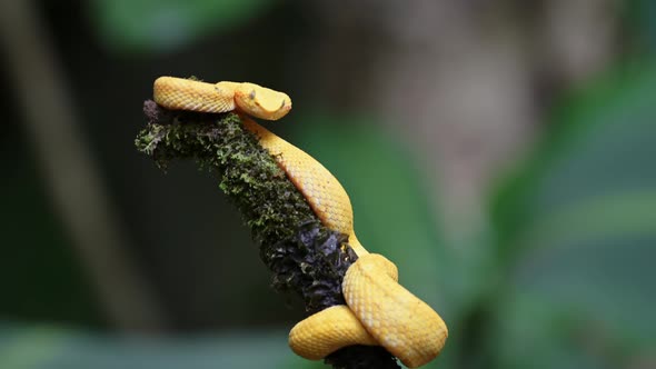 Costa Rica Snake, Wildlife of Eyelash Viper Snake (bothriechis schlegelii), Dangerous Rainforest Ani