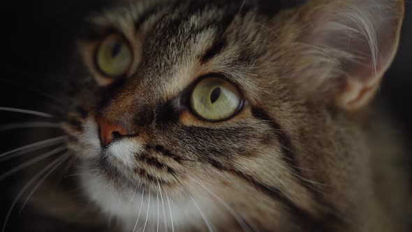 Muzzle of a Cute Fluffy Tabby Cat Close Up. Slow Motion
