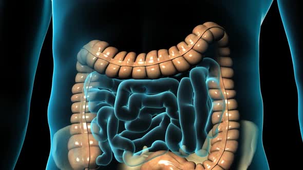 Colon and small intestine in the digestive system