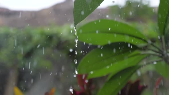 Tropical Rainstorm on the Island of Bali alt