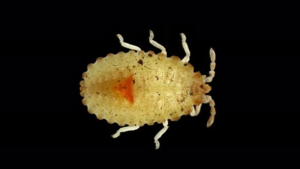 Larva or Nymph Lace Bug with a Microscope Family Tingidae Order Hemiptera