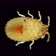 Larva or Nymph Lace Bug with a Microscope Family Tingidae Order Hemiptera - VideoHive Item for Sale