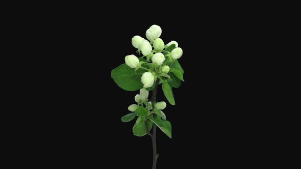 Time-lapse of blooming and dying apple branch