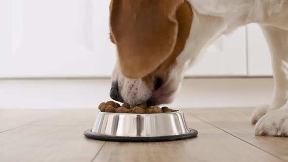 Dog Beagle Eating Granule From Metal Bowl at Home