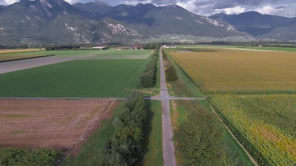 Flight over a path between wheat fields