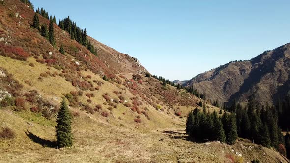 Autumn landscape mountain forest. Yellow-green grass, orange-red bushes and green conifers. Blue sky