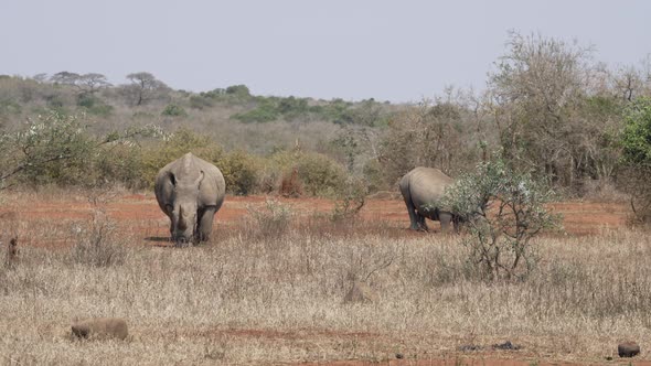 Three rhinos walking together through the wilderness.