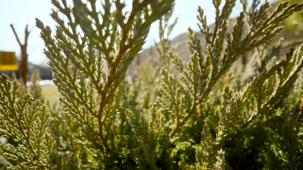 Fluffy Branches of an Evergreen Coniferous Shrub in the Rays of Sunlight