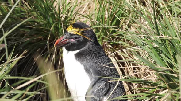 Macaroni Penguin Close Up