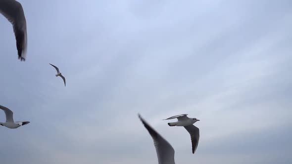 Seagulls Flying In The Gray Clean Sky. Close Up Flock Of Birds Flies Slow Motion. 9