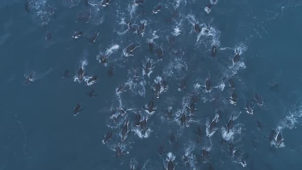 Aerial Shot of Underwater Penguins. Antarctica.