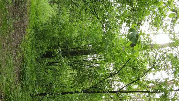 Vertical Video of a Beautiful Green Pine Forest on a Summer Day Slow Motion