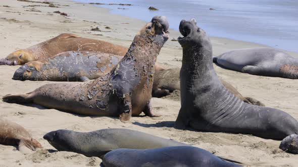 Elephant Seals on the central coast of California