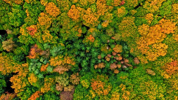 Stunning forest in the autumn. Aerial view of wildlife.