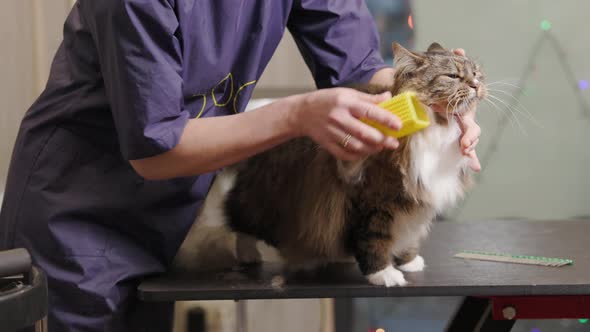 Grooming, combing a Maincoon cat in the salon for animals. Groomer scratches the fur of a cat