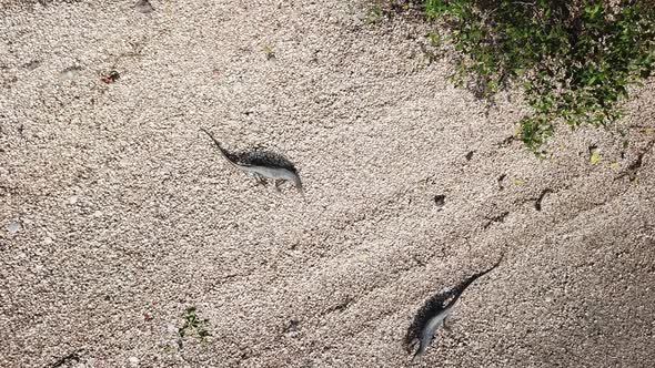 Aerial view monitor lizard looking for food at Batu Kawan