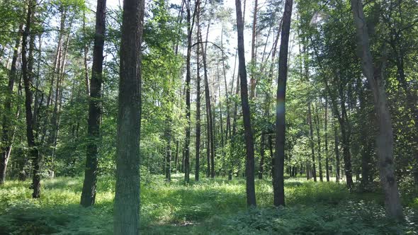 Trees in the Forest By Summer Day