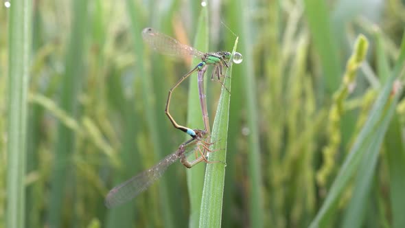 Damselflies mating at paddy field.