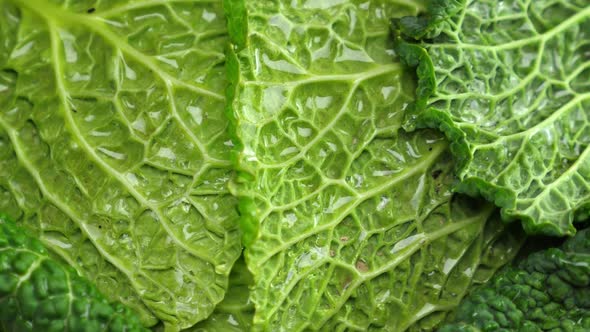 Savoy Cabbage Closeup. Food Background