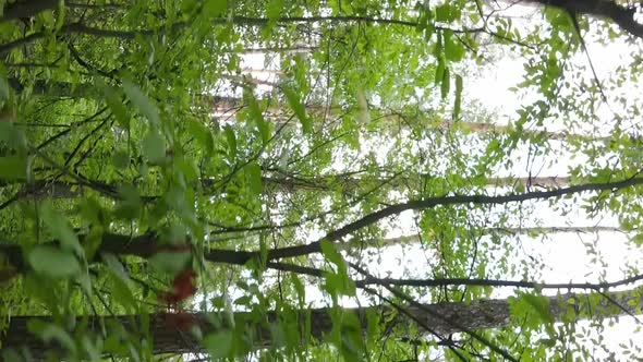 Vertical Video of a Forest with Trees