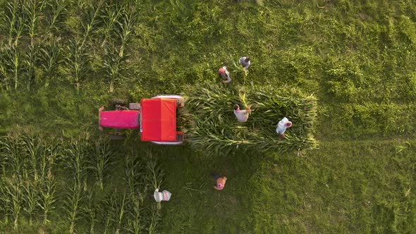 Famers harvesting corn in agricultural fields with a tractor, 4k aerial view top down