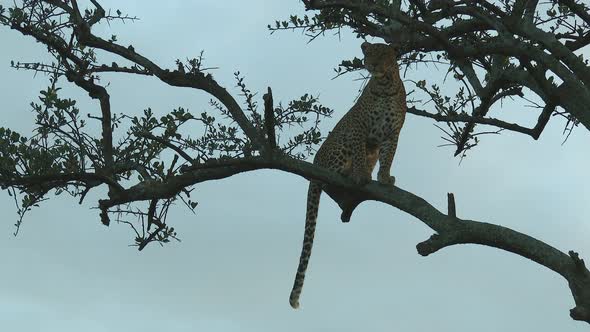 Leopard (Panthera pardus) sitting on a branch in a tree, scanning distance for prey, during sunset,