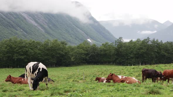 A Herd of Cows Grazes on a Mountain Meadow in Norway