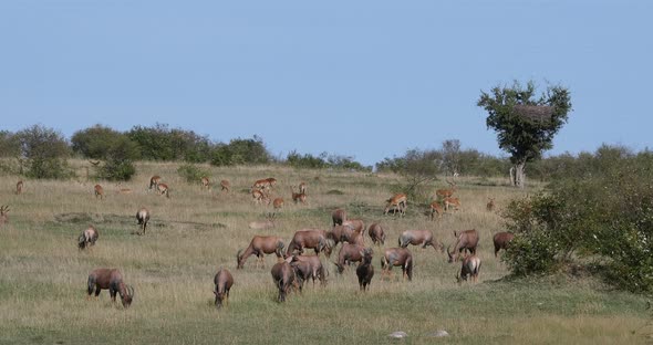 Topi, damaliscus korrigum, Group standing in Savannah, Masai Mara Park in Kenya, Real Time 4K