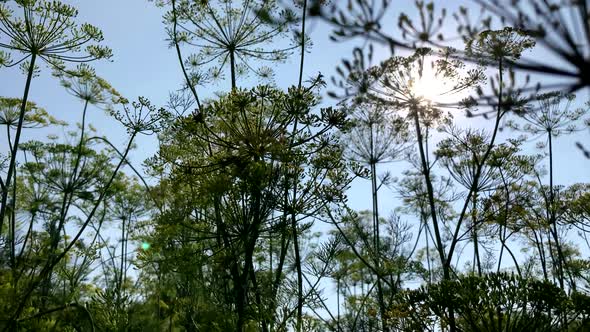 Flowering Dill Growing in the Garden on a Summer Day in the Glare of the Sun