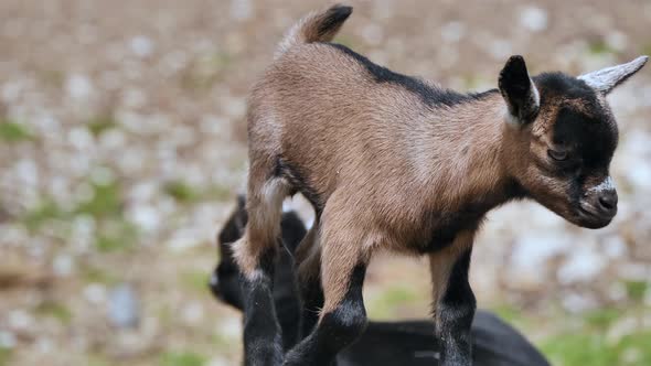 dark brown sweet goat kid runs through the picture.