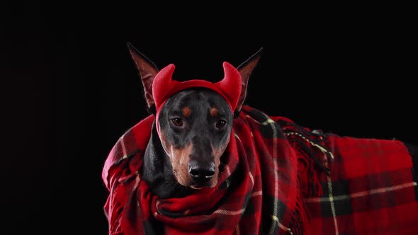 DobermanPinscher Lies Rolled Into a Red Checkered Plaid with Red Devil Horns on His Head