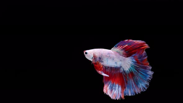 Multi color Siamese fighting fish