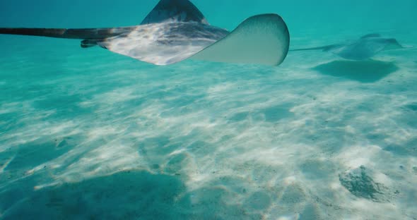 Stingrays swimming underwater