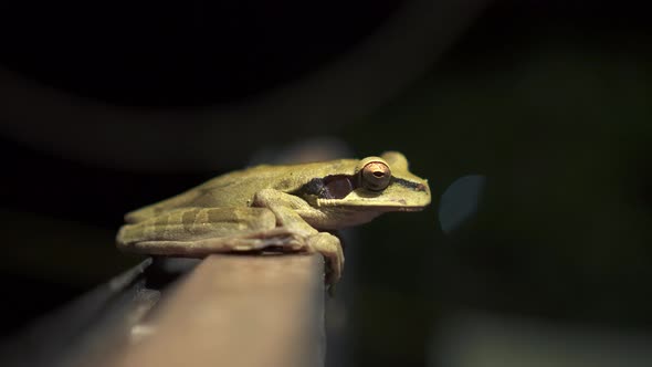 Close up shot in the rainforest of the full body of a green Costa Rican Masked Tree Frog, Smilisca p