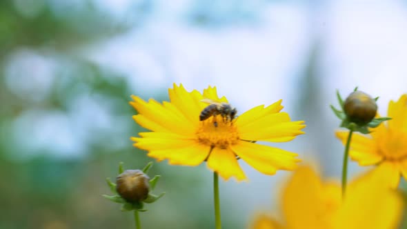 Flower With Insect